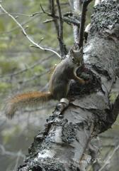 Red-Squirrel-on-White-Birch